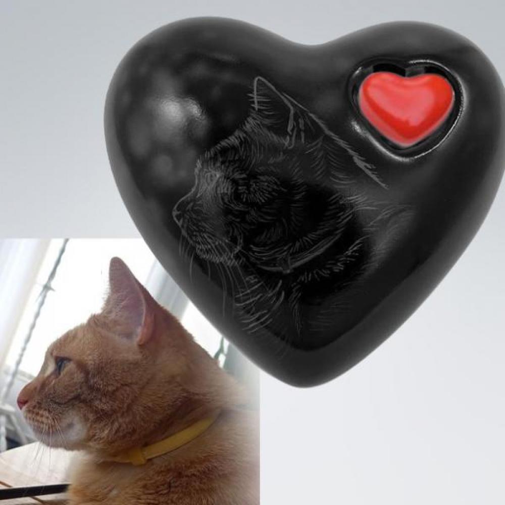 Herzurne Katze im Licht - auch mit Ihrer Katze